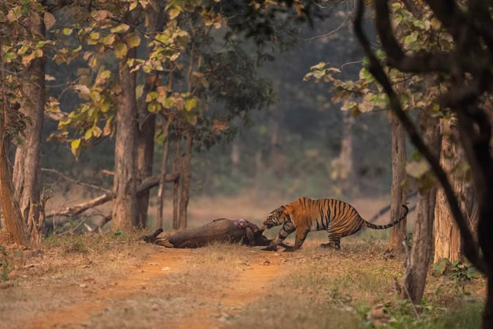 Delhi Agra Jaipur 5-Days Golden Triangle Tour with Safari