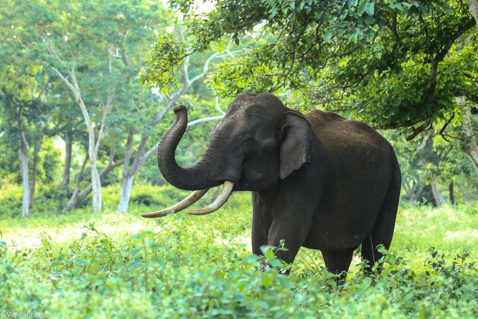 All-Inclusive Day Trip of Taj Mahal with Elephant SOS from Delhi